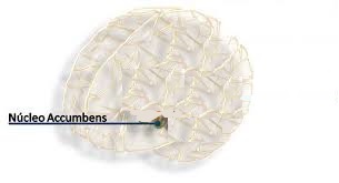 accumbens 2