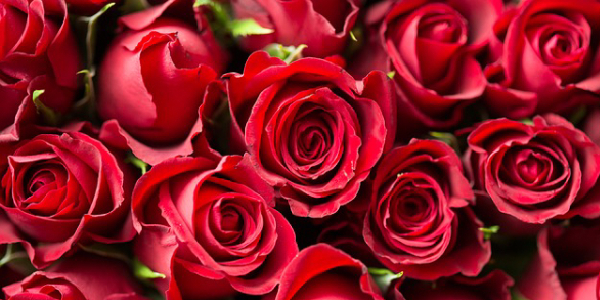 sonhar-com-rosas-vermelhas1